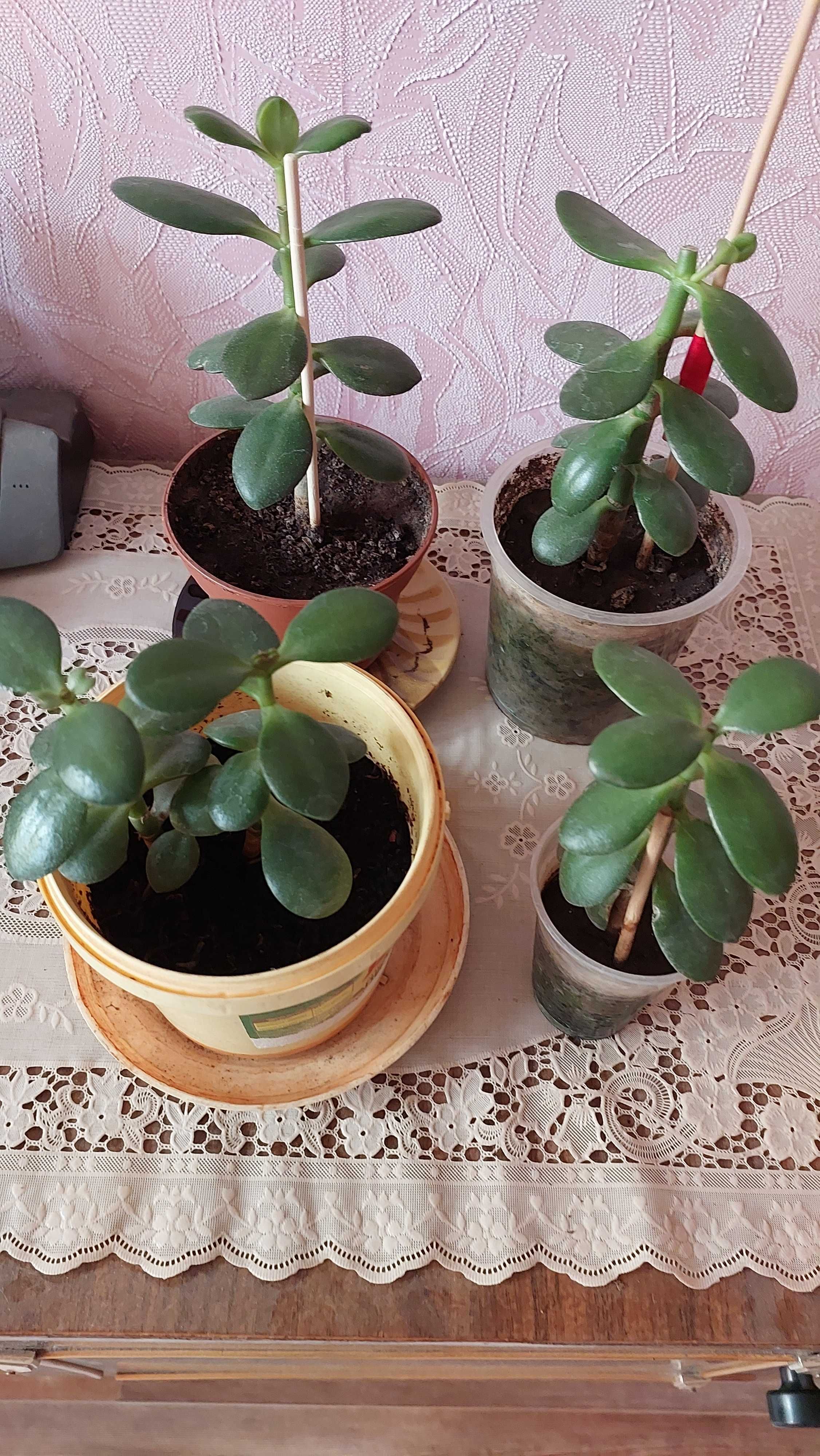 Продам комнатные цветы. Денежное дерево.
