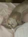 Котенок золотая шиншилла + все для ухода