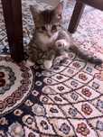 Котенок маленький