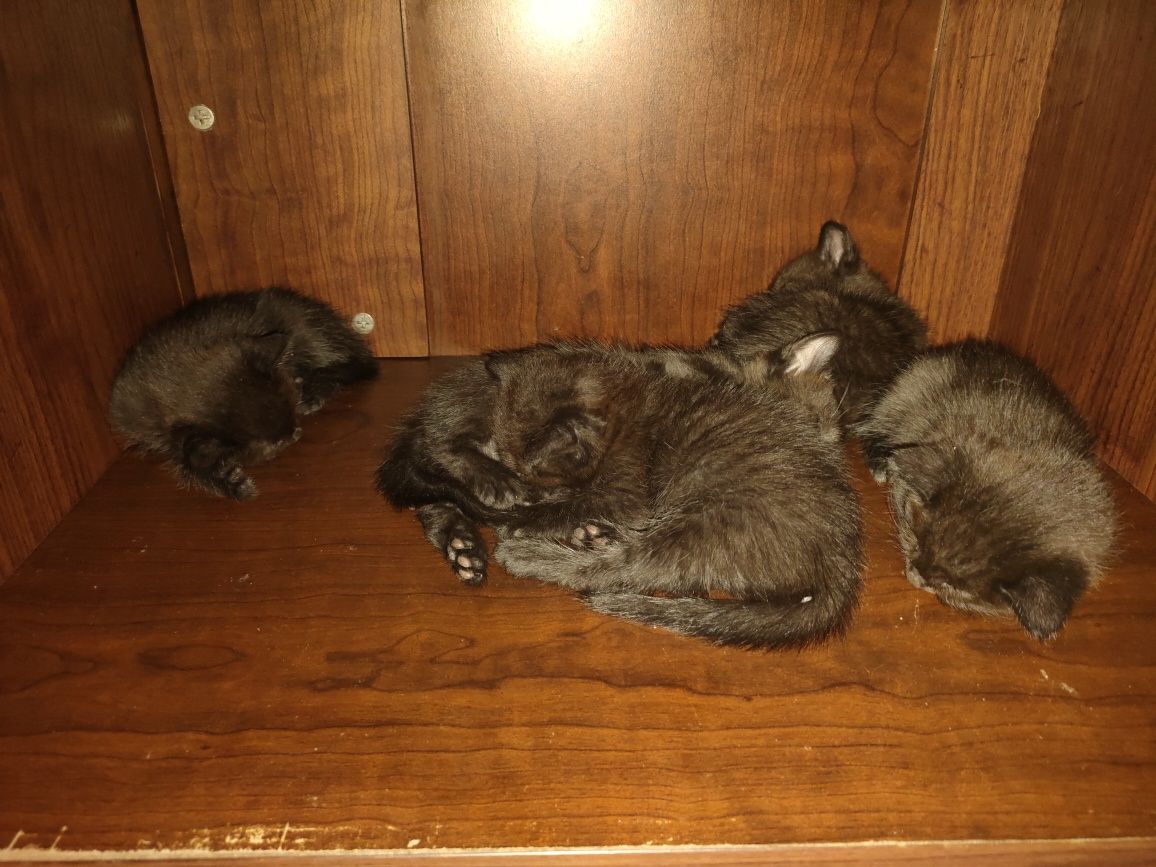 Отдам котят  в хорошие руки