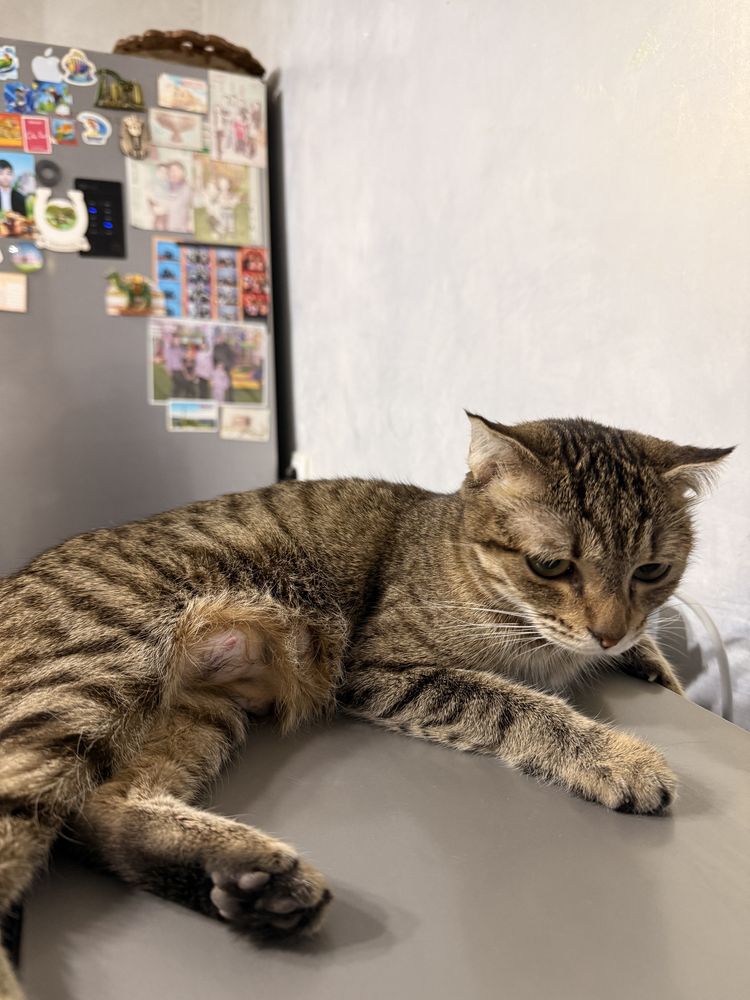 Кошка и котенки продаются
