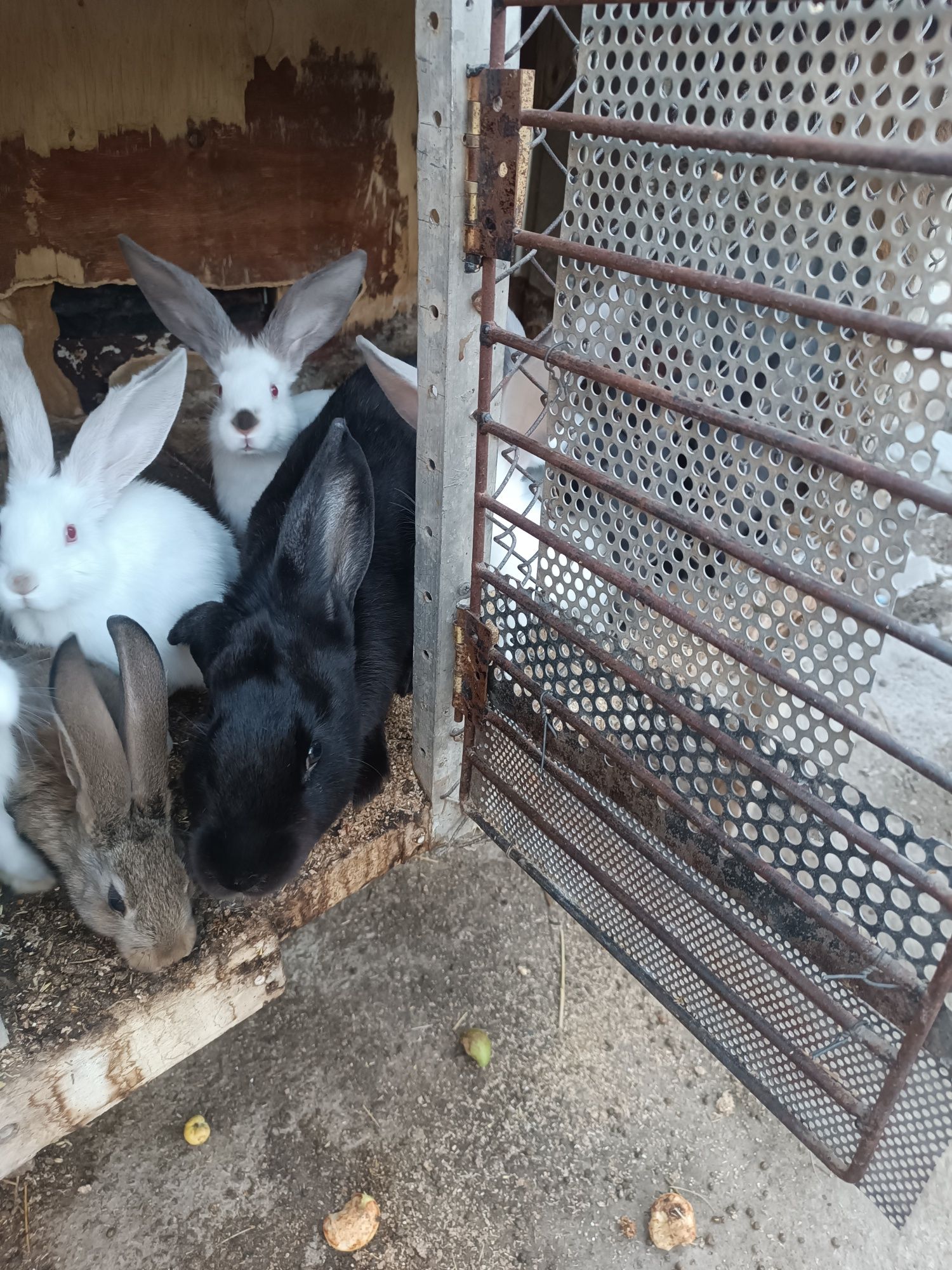 Продается кролуха и крольчата