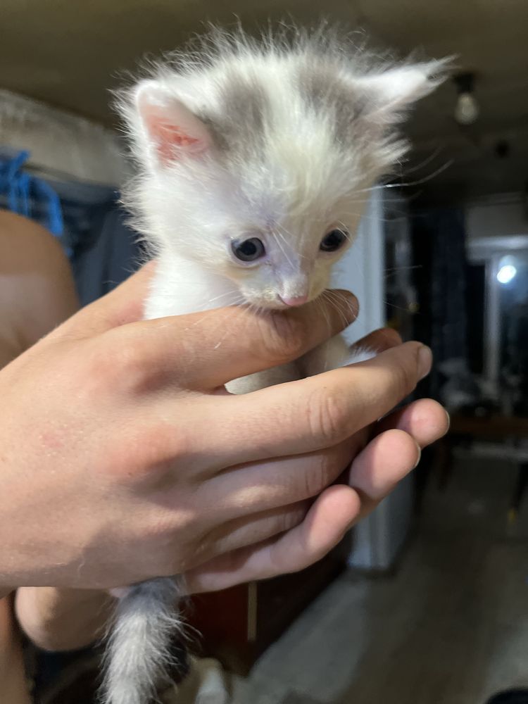 Отдам котят бесплатно