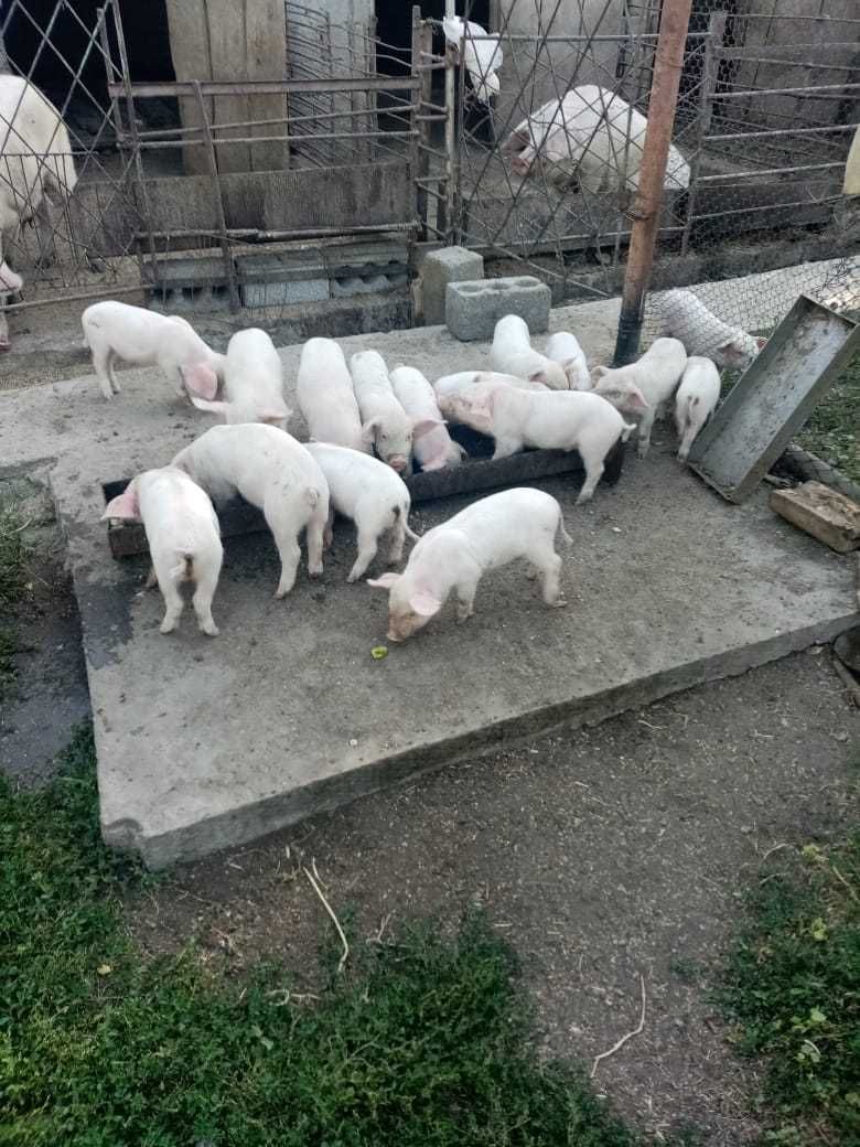 Продаются поросята