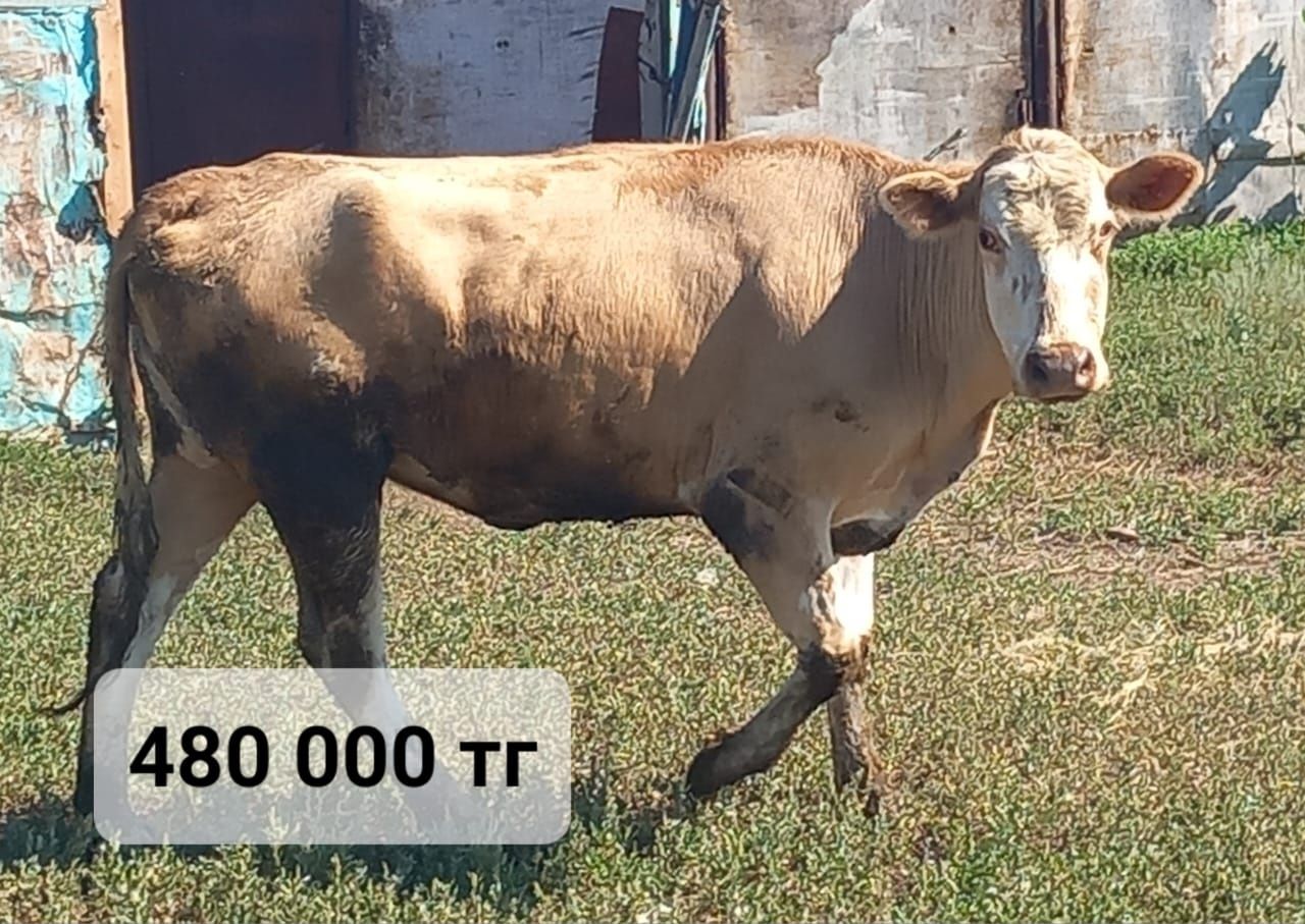 Продам тёлочек и корову