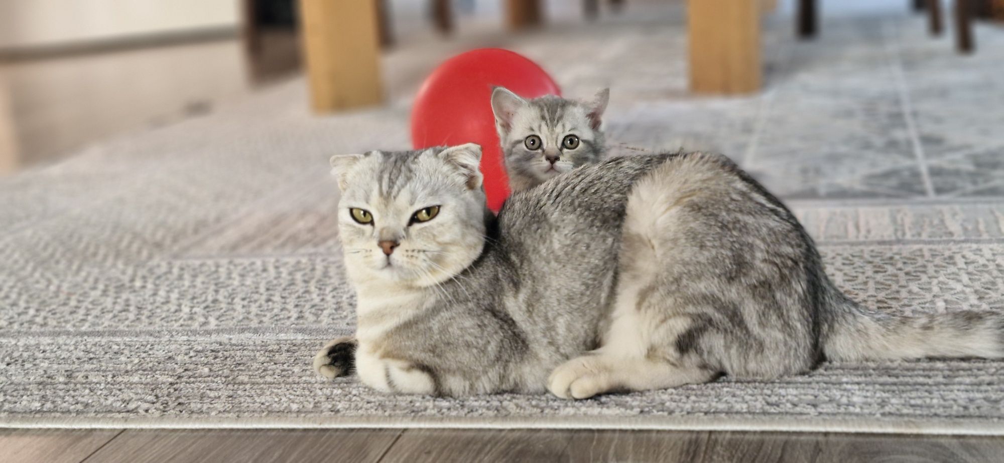 Скотиш страйт котёнок
