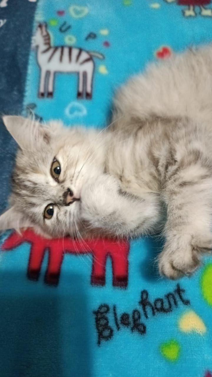 Продаю милых котят