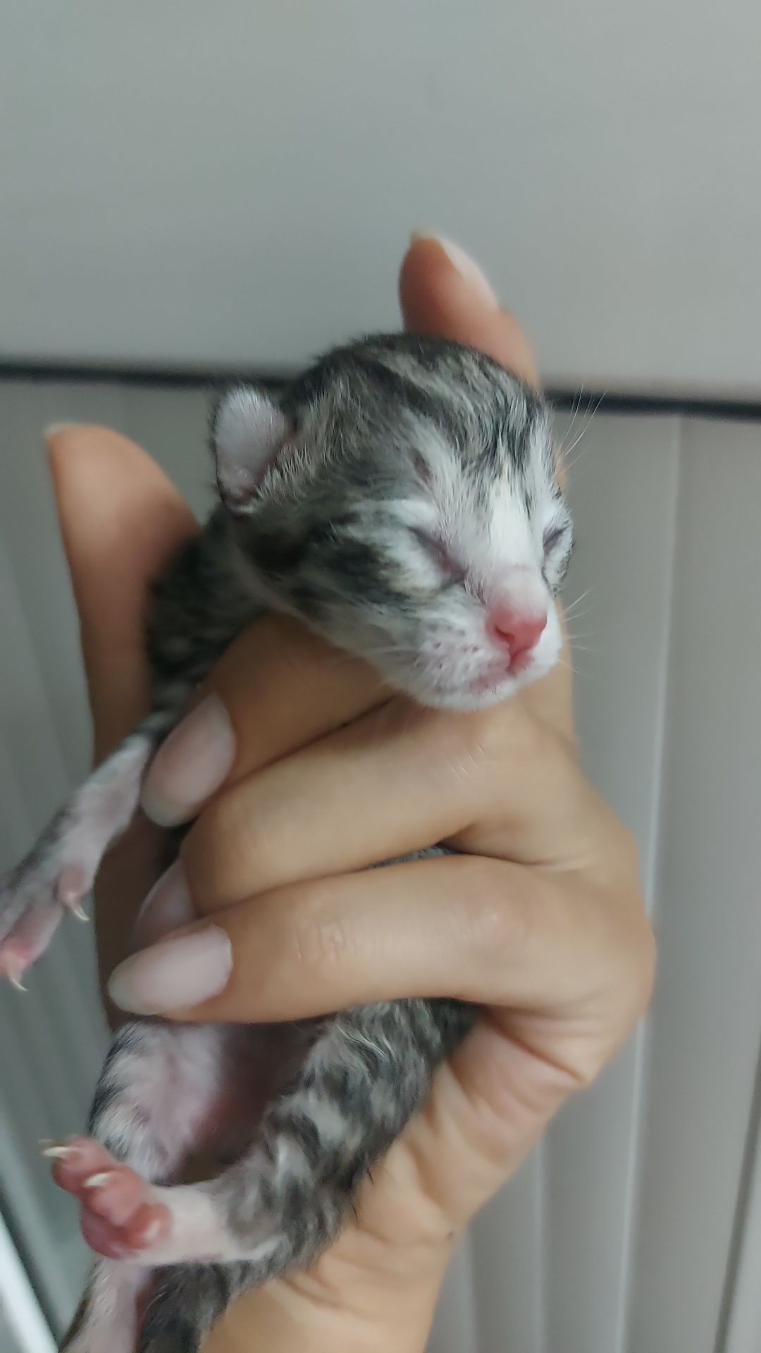 Отдам котят в хорошие добрые руки