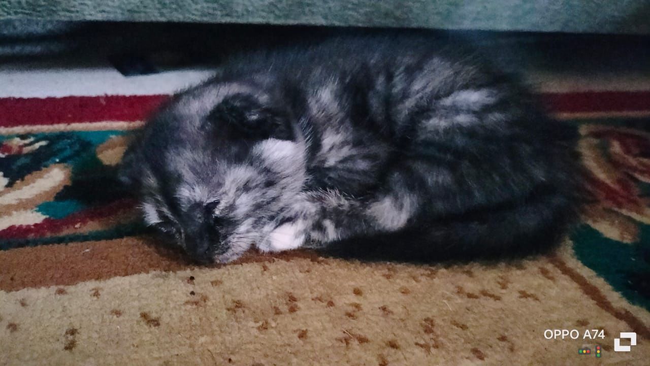Котята лапочки отдам