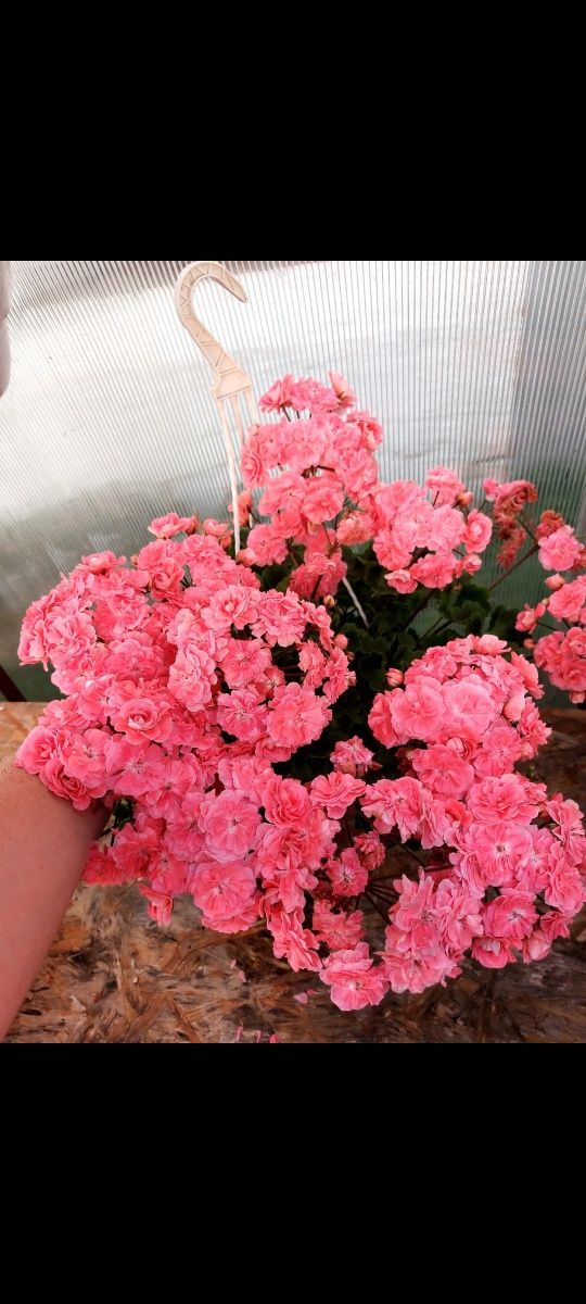 Продам коллекционные сортовые пеларгонии