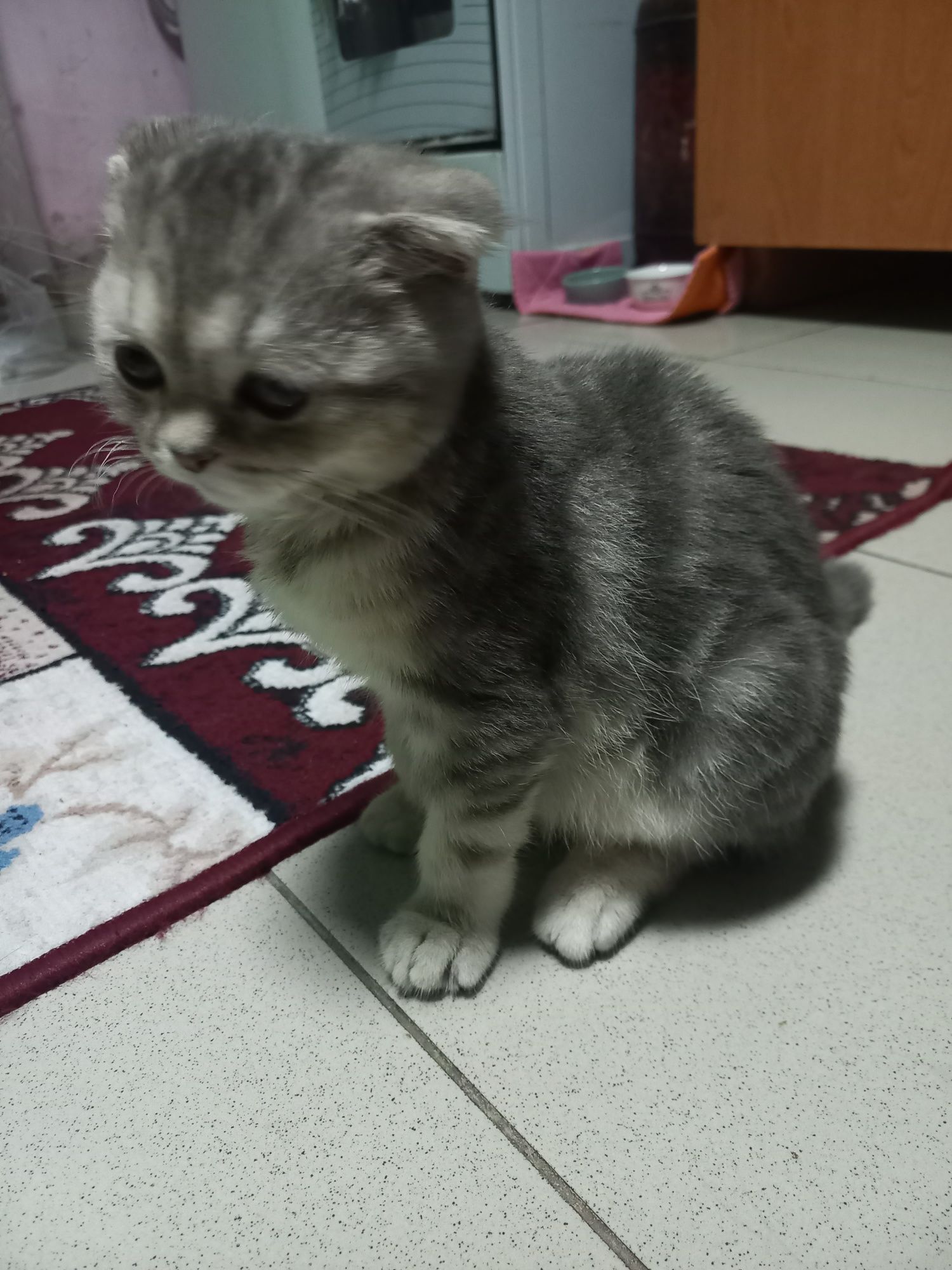 Котенок Шотландский вяслоухий