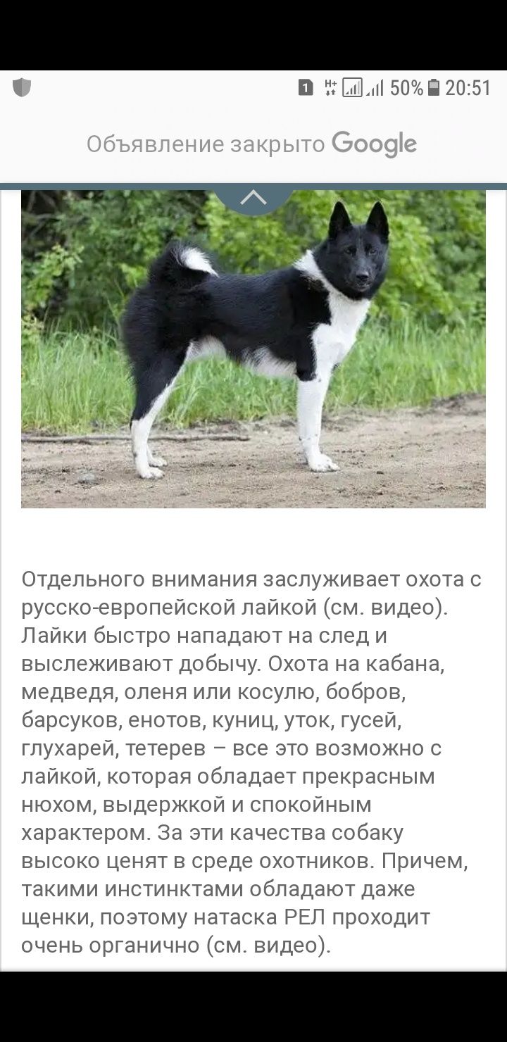 Русско европейская лайка ( щенки родились 7 мая)