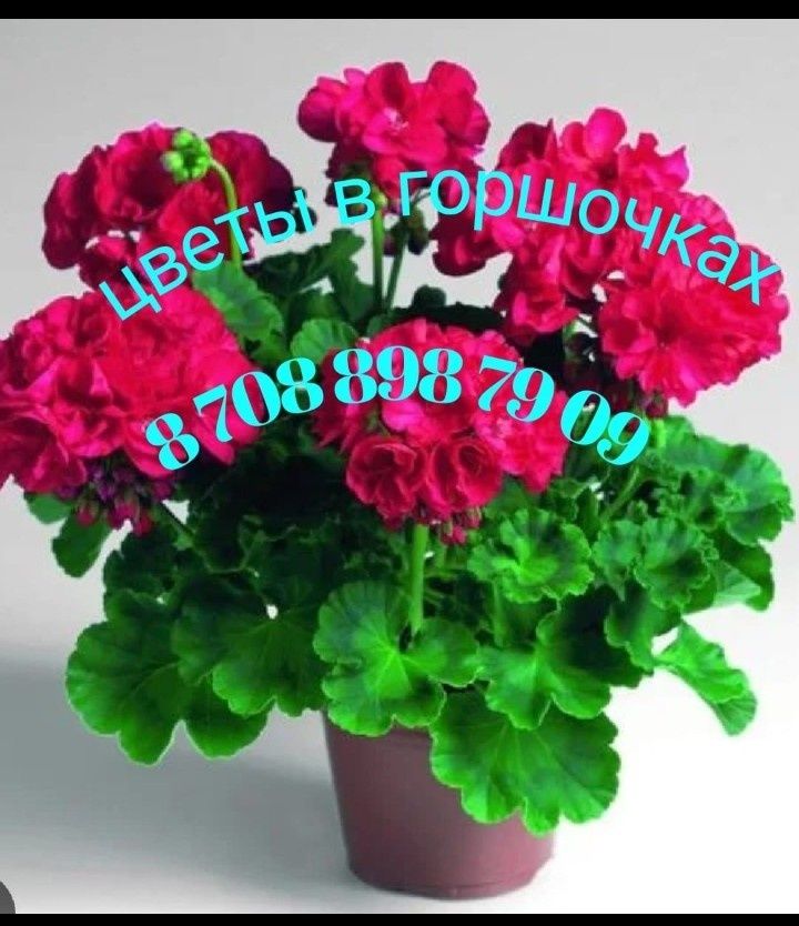 Саженцы - виноград, смородина, черная смородина, крыжовник, ежевика, в