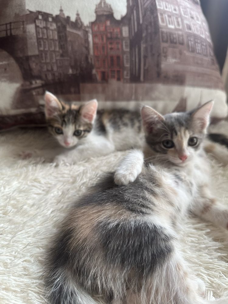 Котята ищут дом