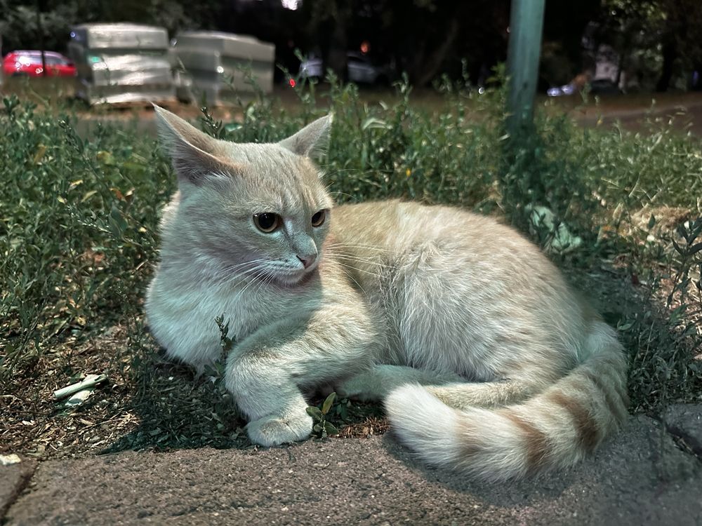 Кошечка ищет дом