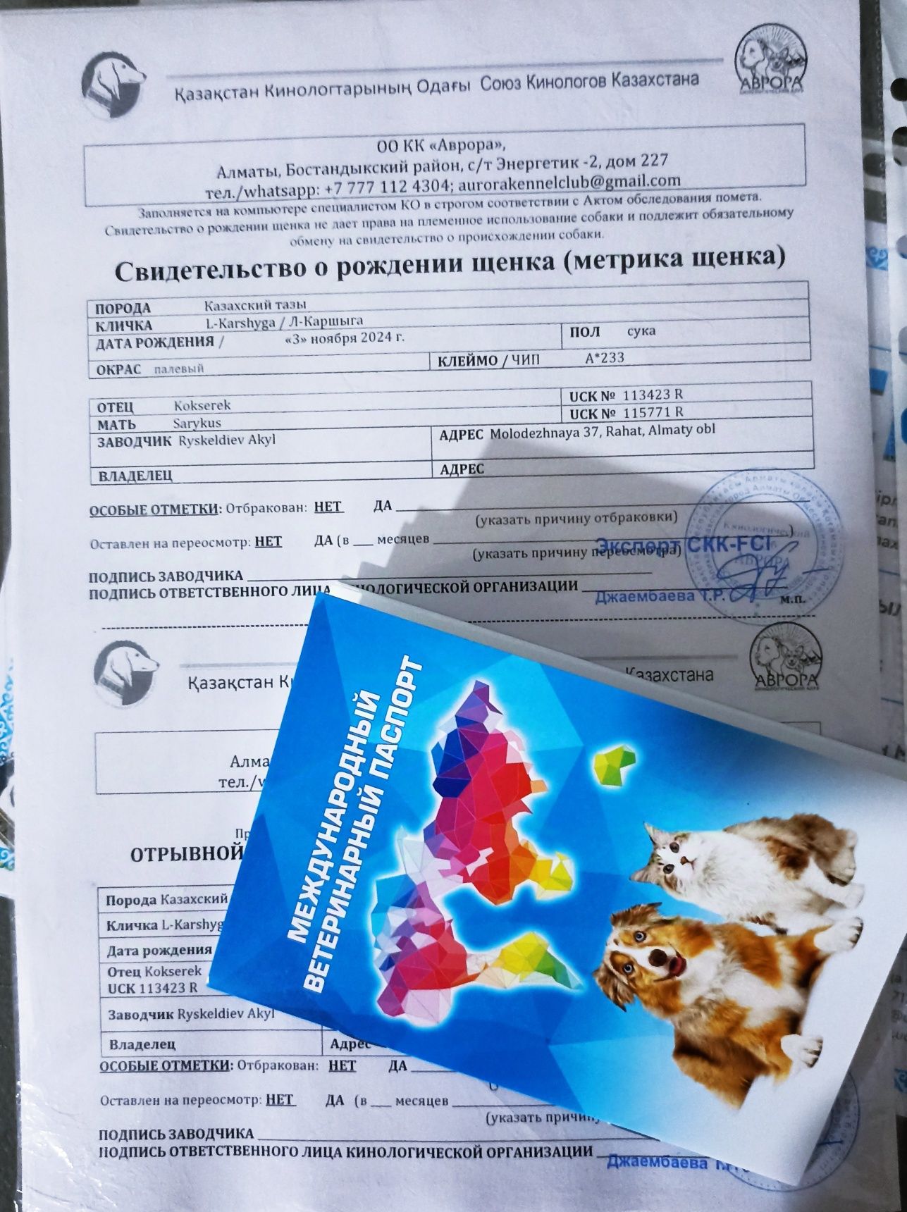 Тазы кушік документпен родословный