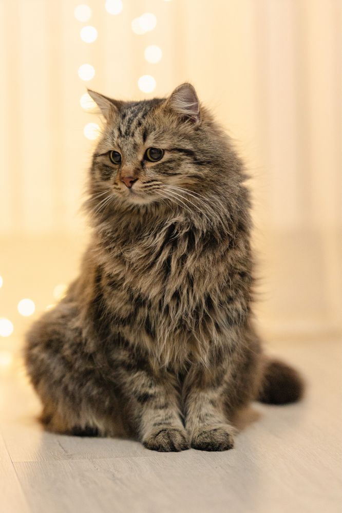 Кот в поиске дома