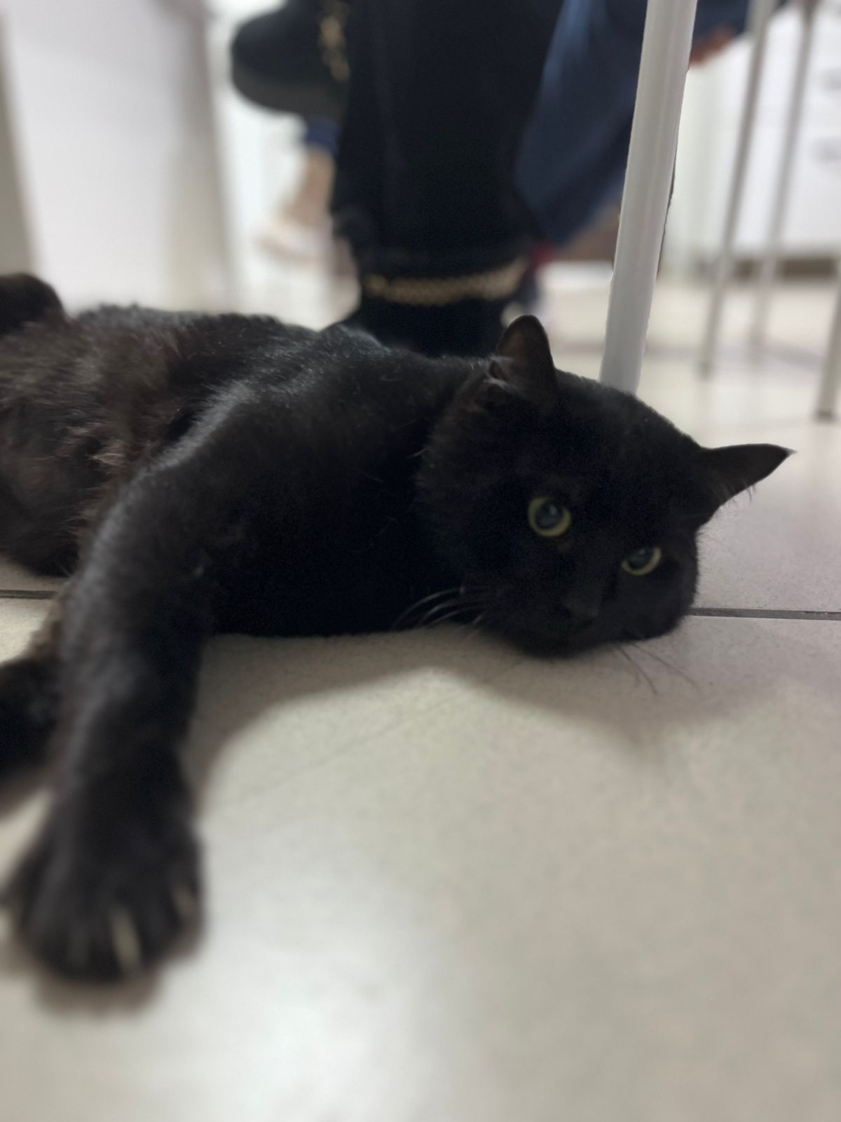 Особенный котик ищет семью