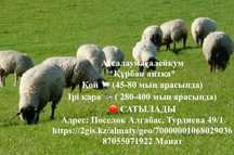 Продам баран. Кой сатылады