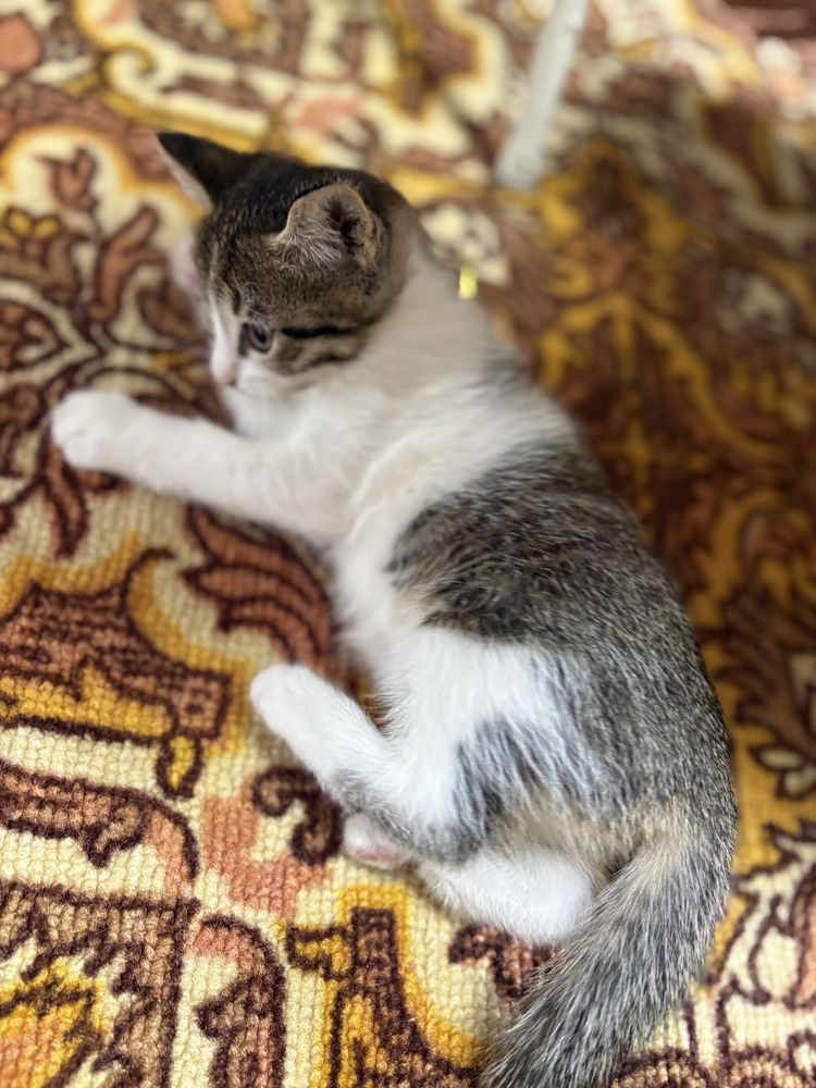 Отдам котят в добрые руки