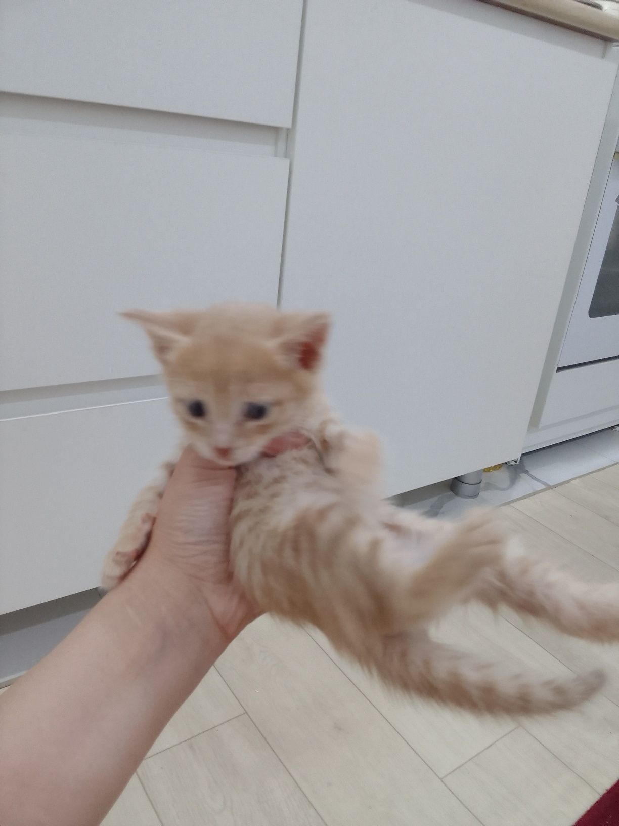 Котенок отдам добрые руки