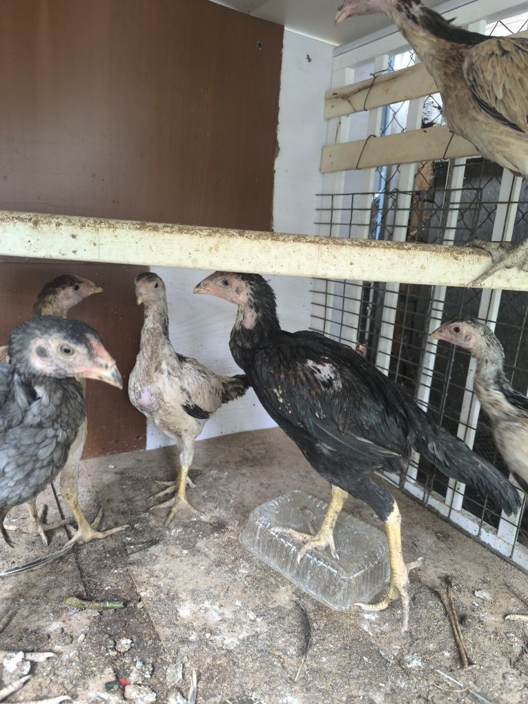 Продам Дакан цыплят