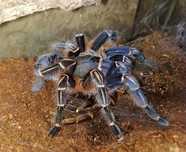 Aphonopelma seemanni (blue form) \ Паук-птицеед (Самка)