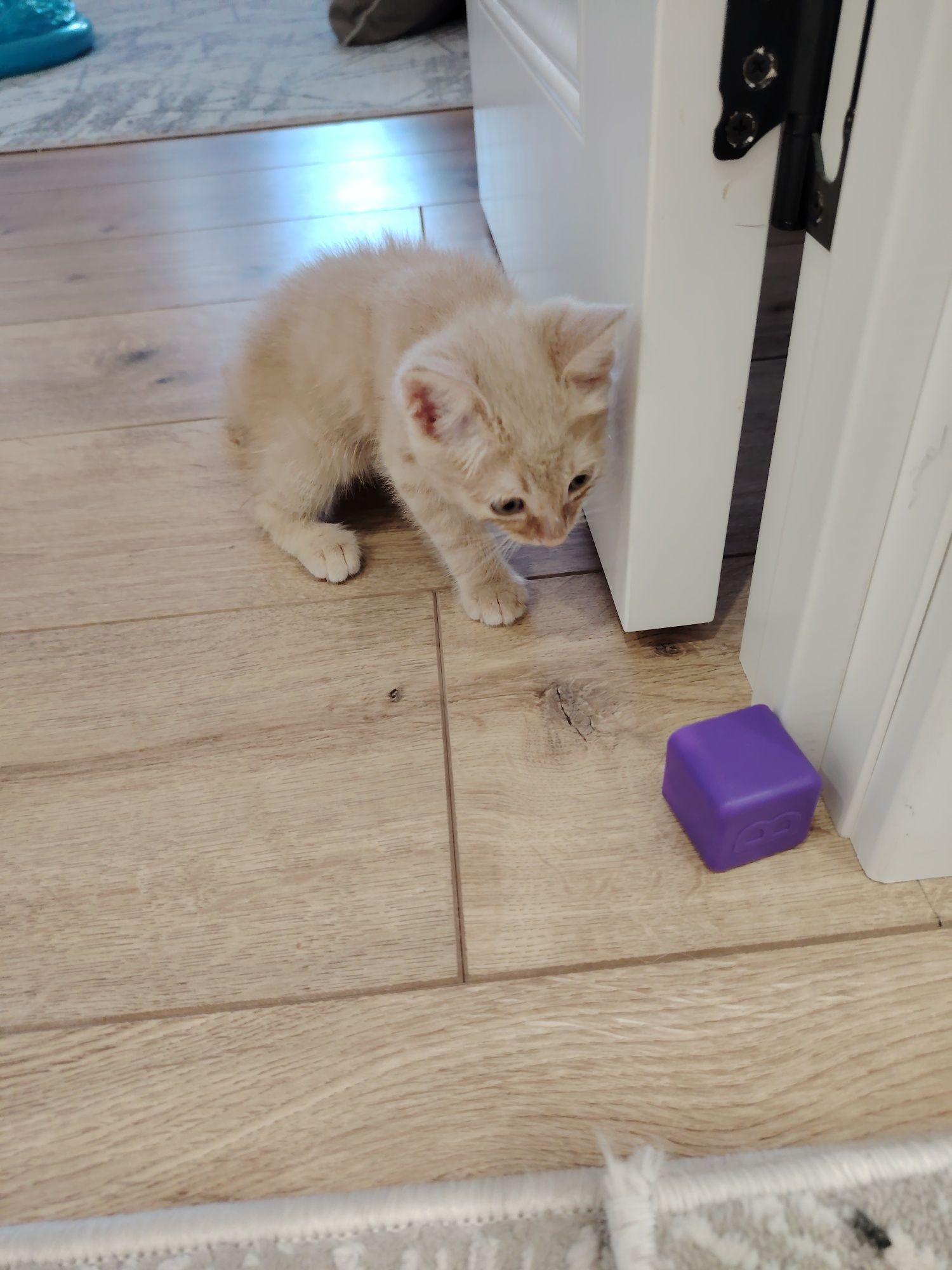 Отдам даром котенка