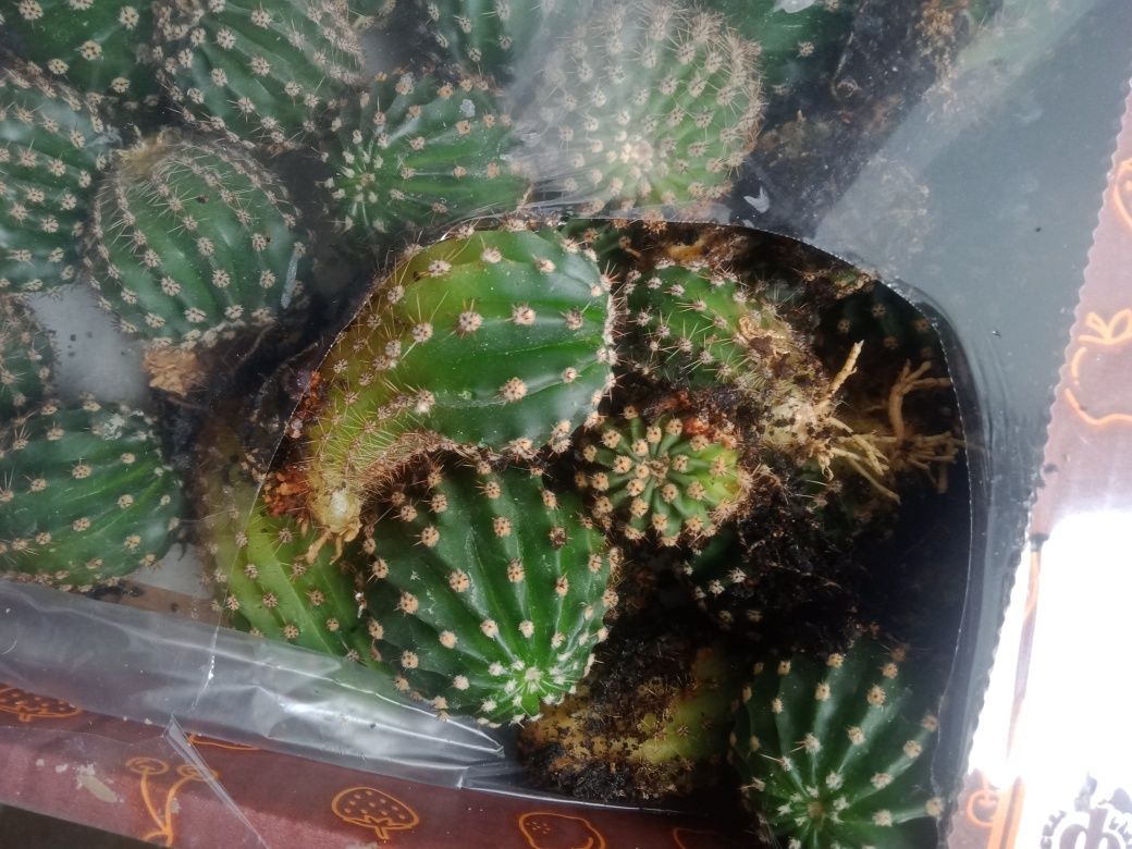 Срочно продам кактусы.