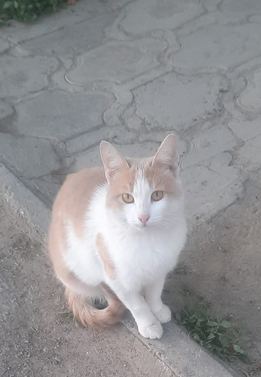 Кошка в добрые руки