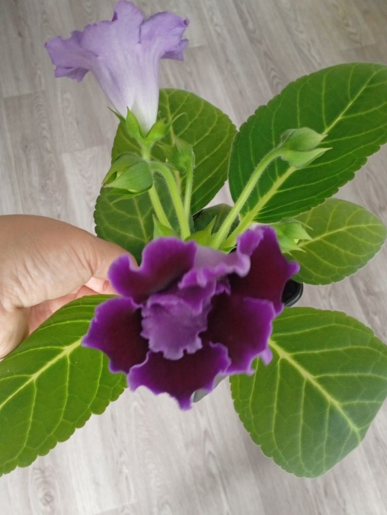 Продам Глоксинии цветущие
