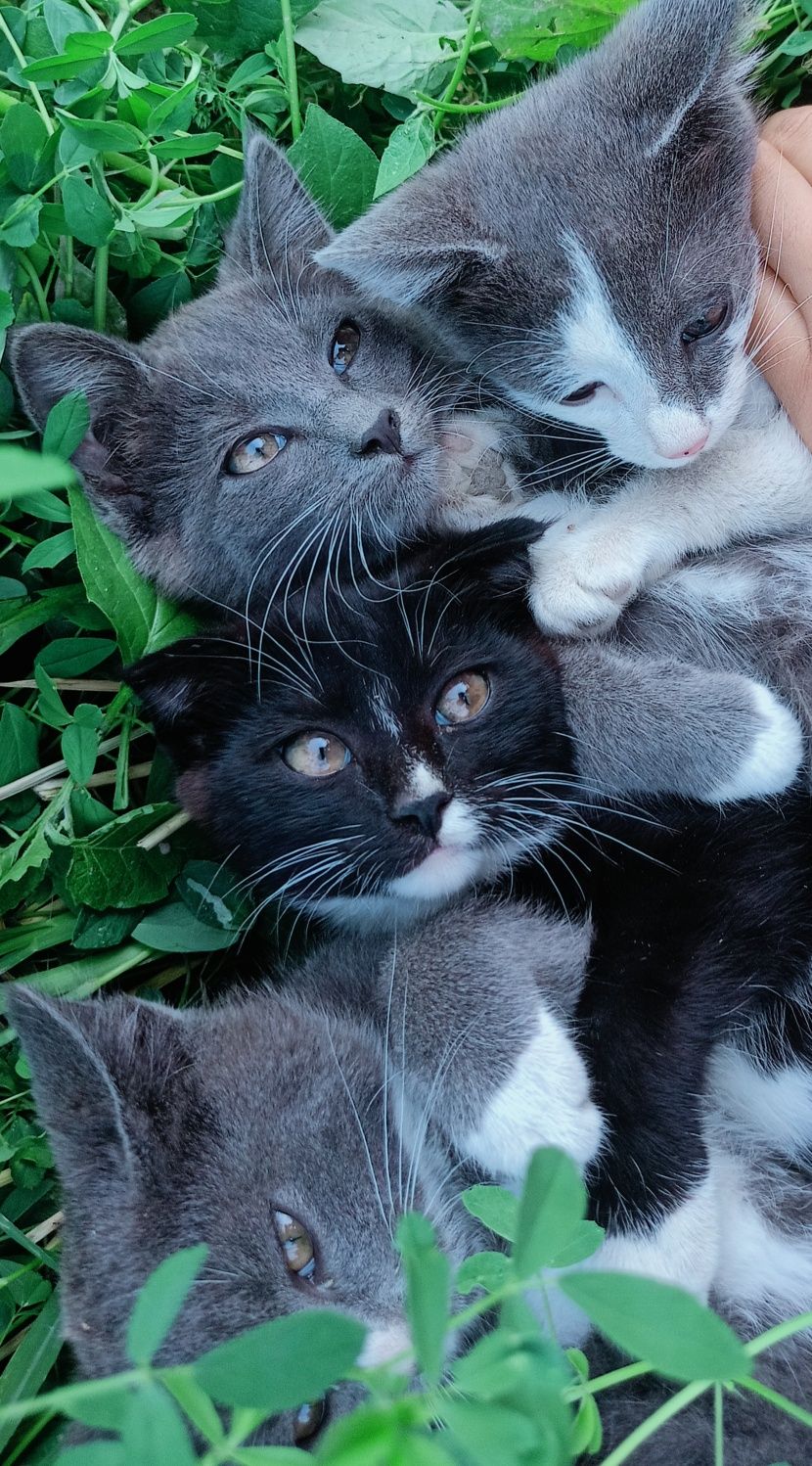 Отдам бесплатно  красивых котят хорошие руки