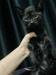 Красавчик котик бесплатно