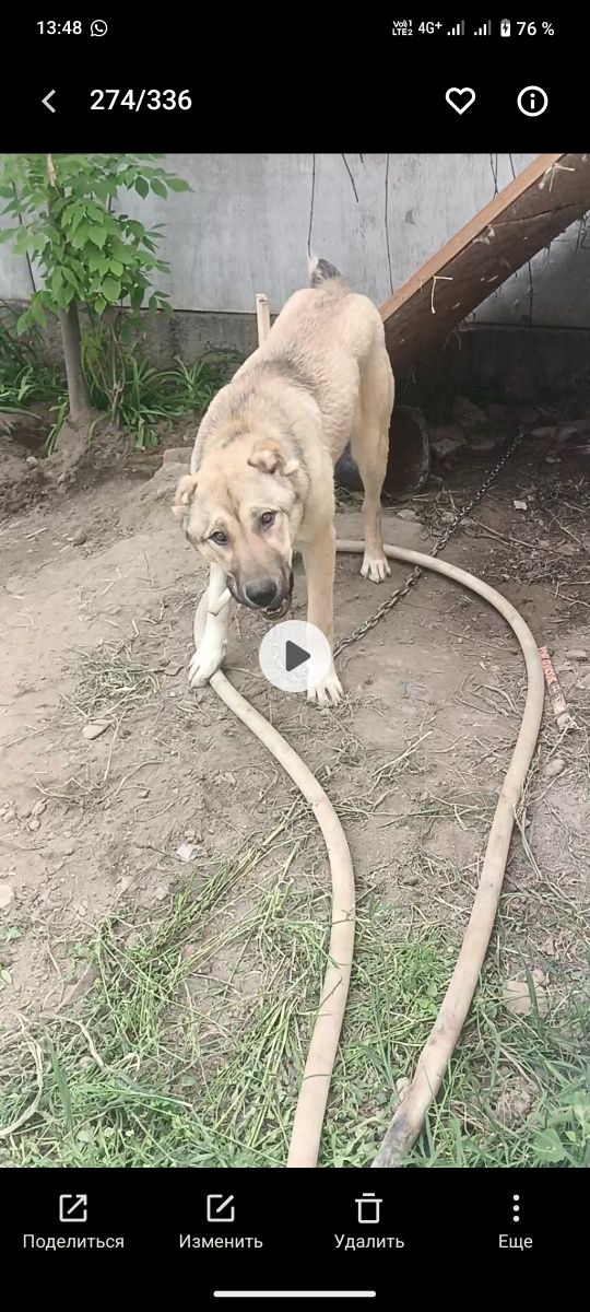 Ургашы ит сатылады былтыргы тумаган али