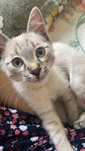 Маленький котенок
