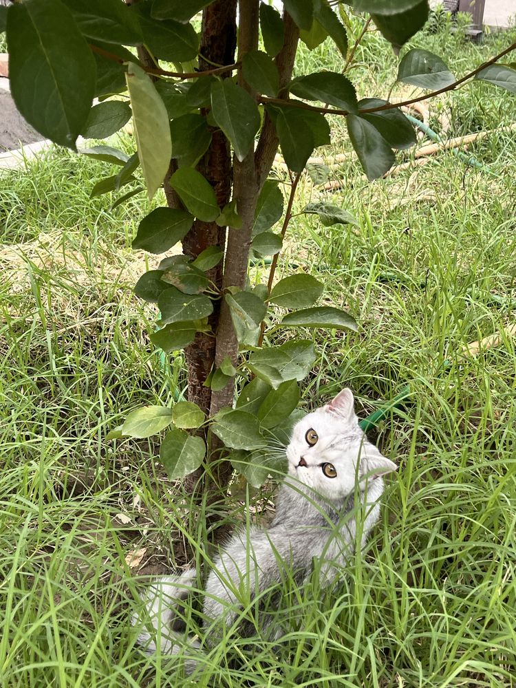 Котенок 7 месяцев