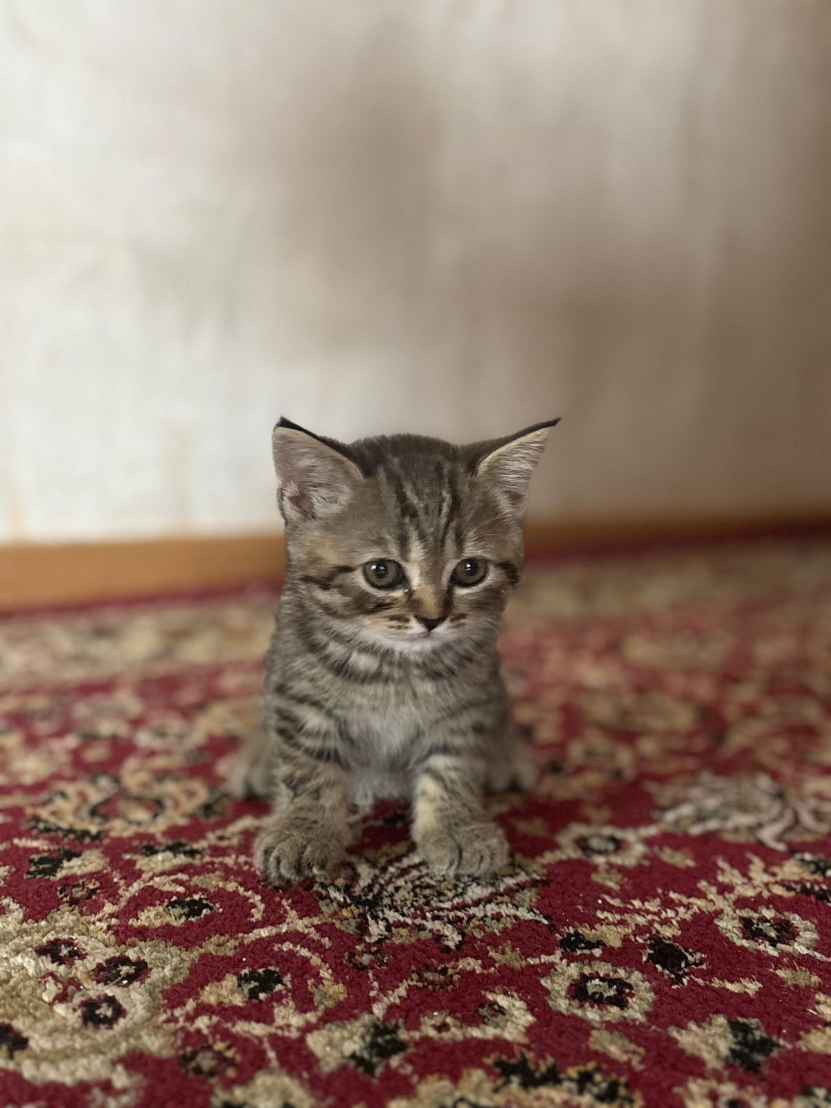 Продам котят британских