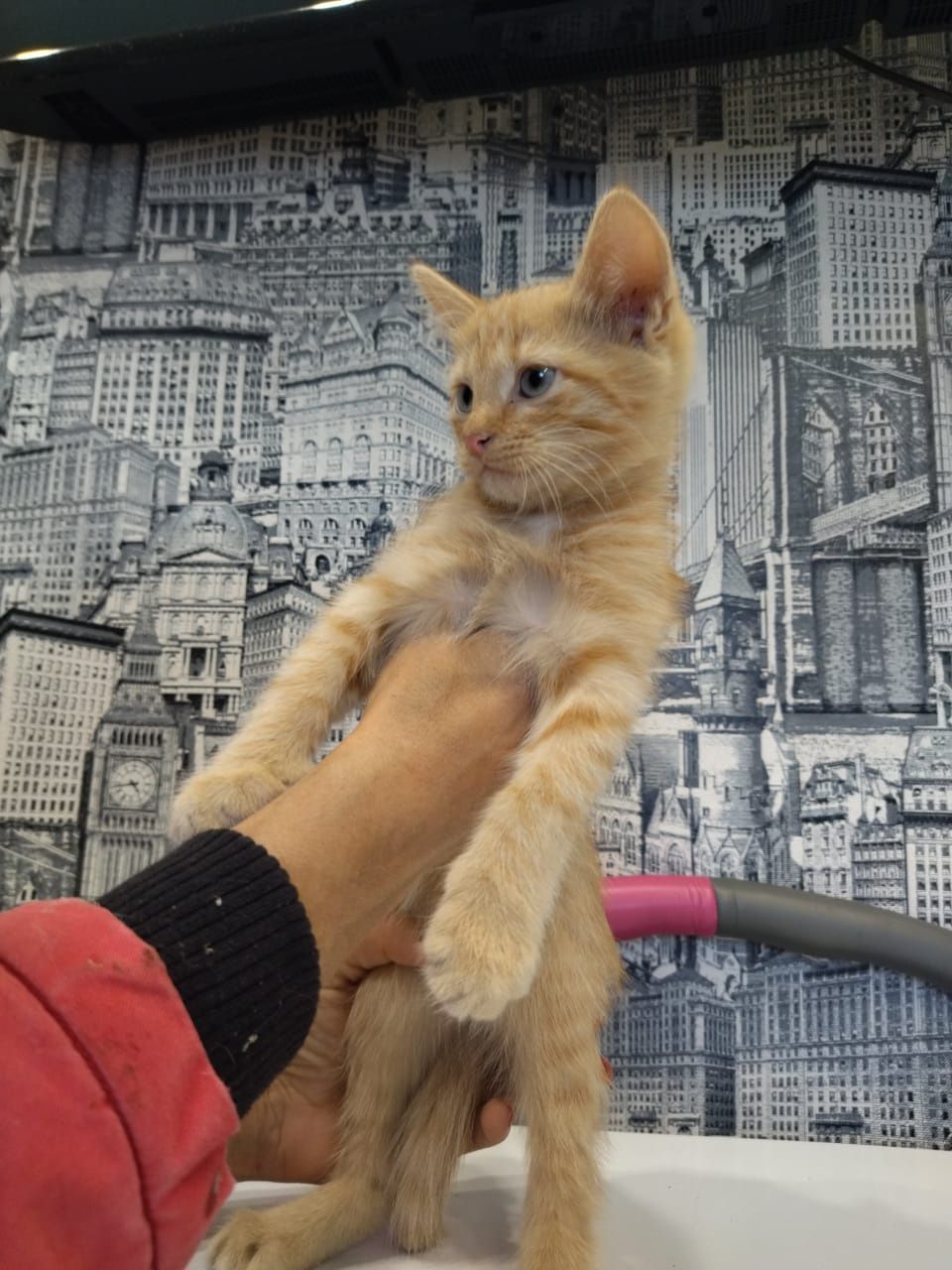 Котята Заботливым хозяевам