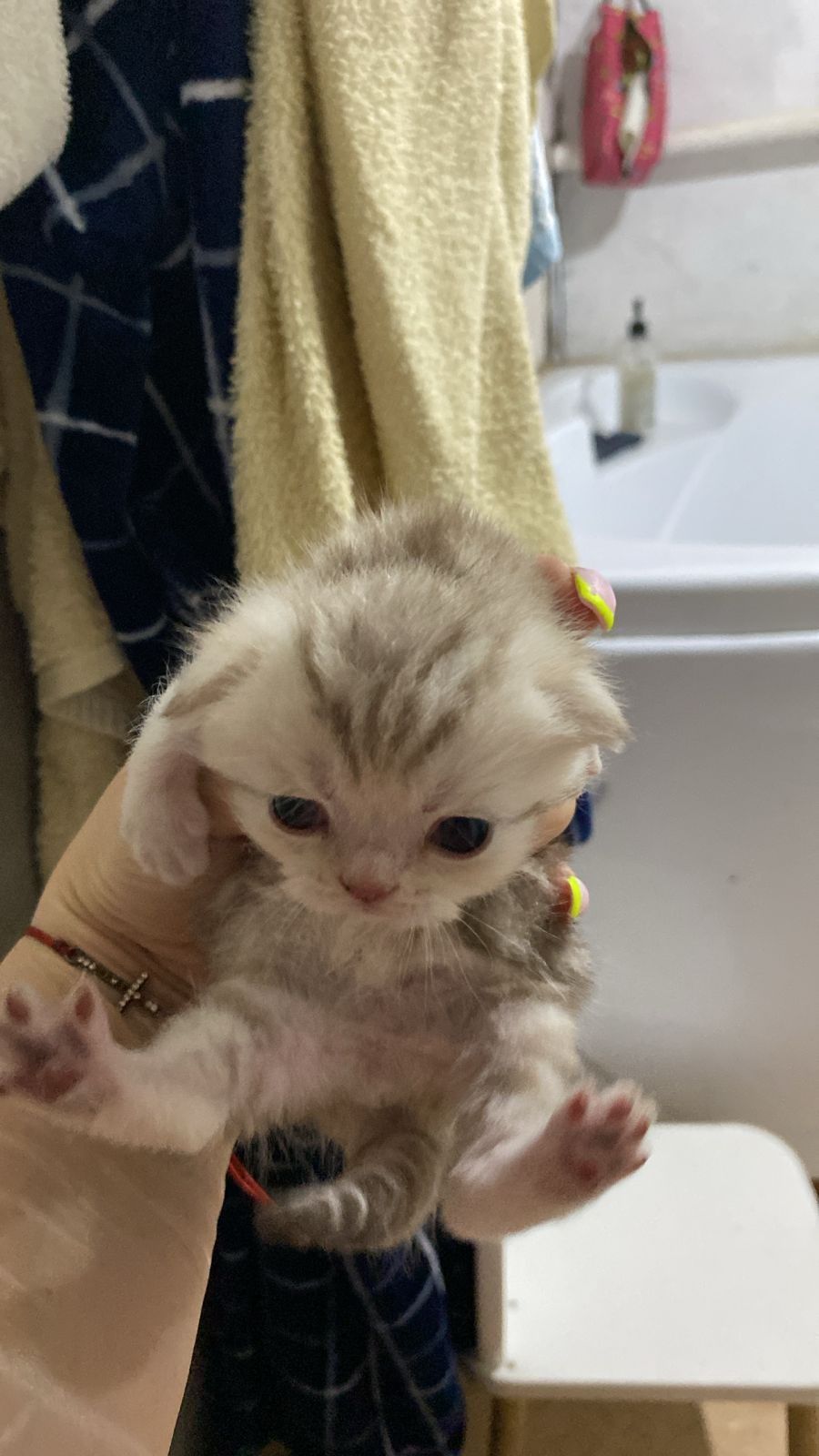 Продам котят британский вислоухие