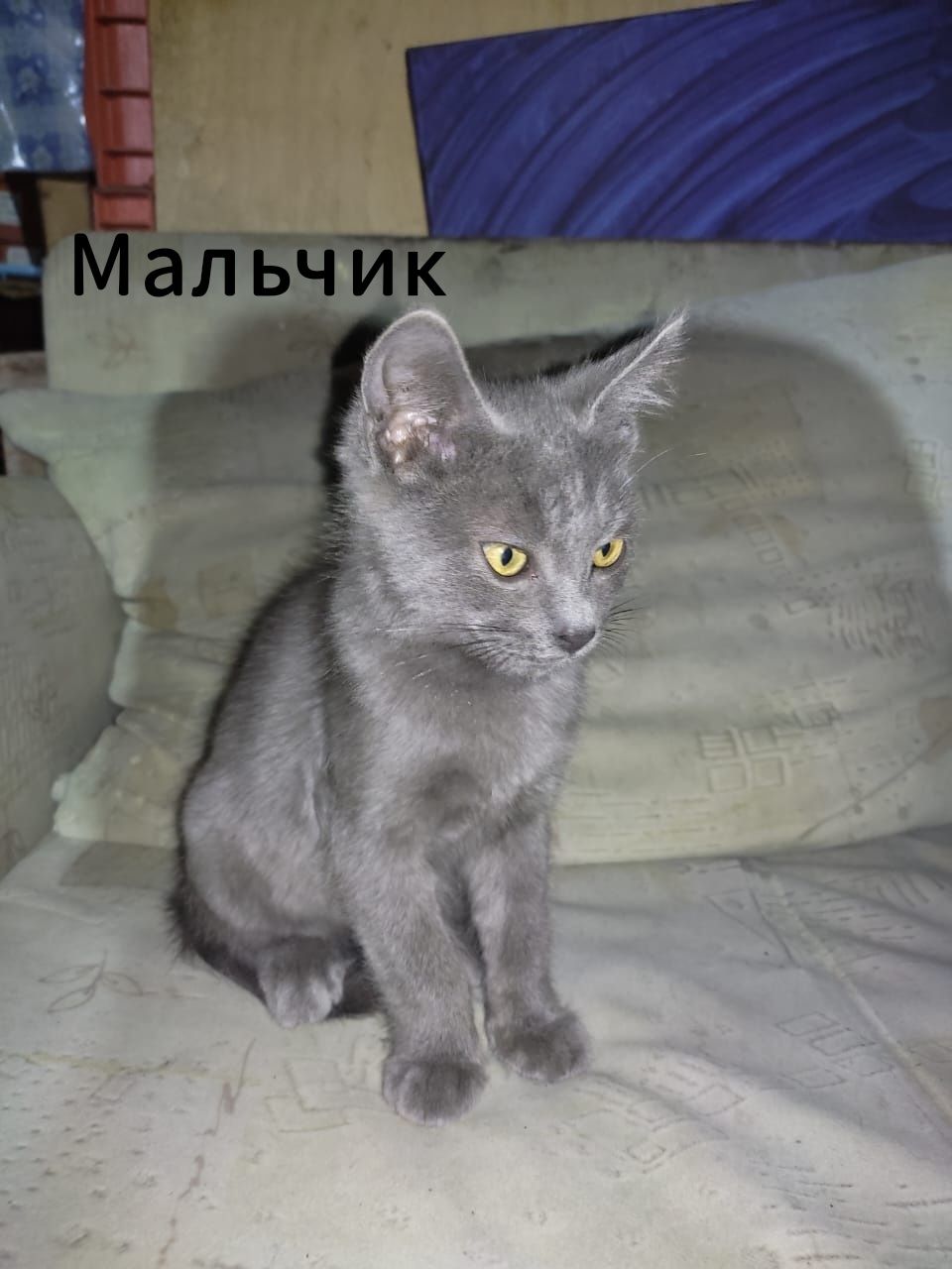 Отдам котят в добрые руки