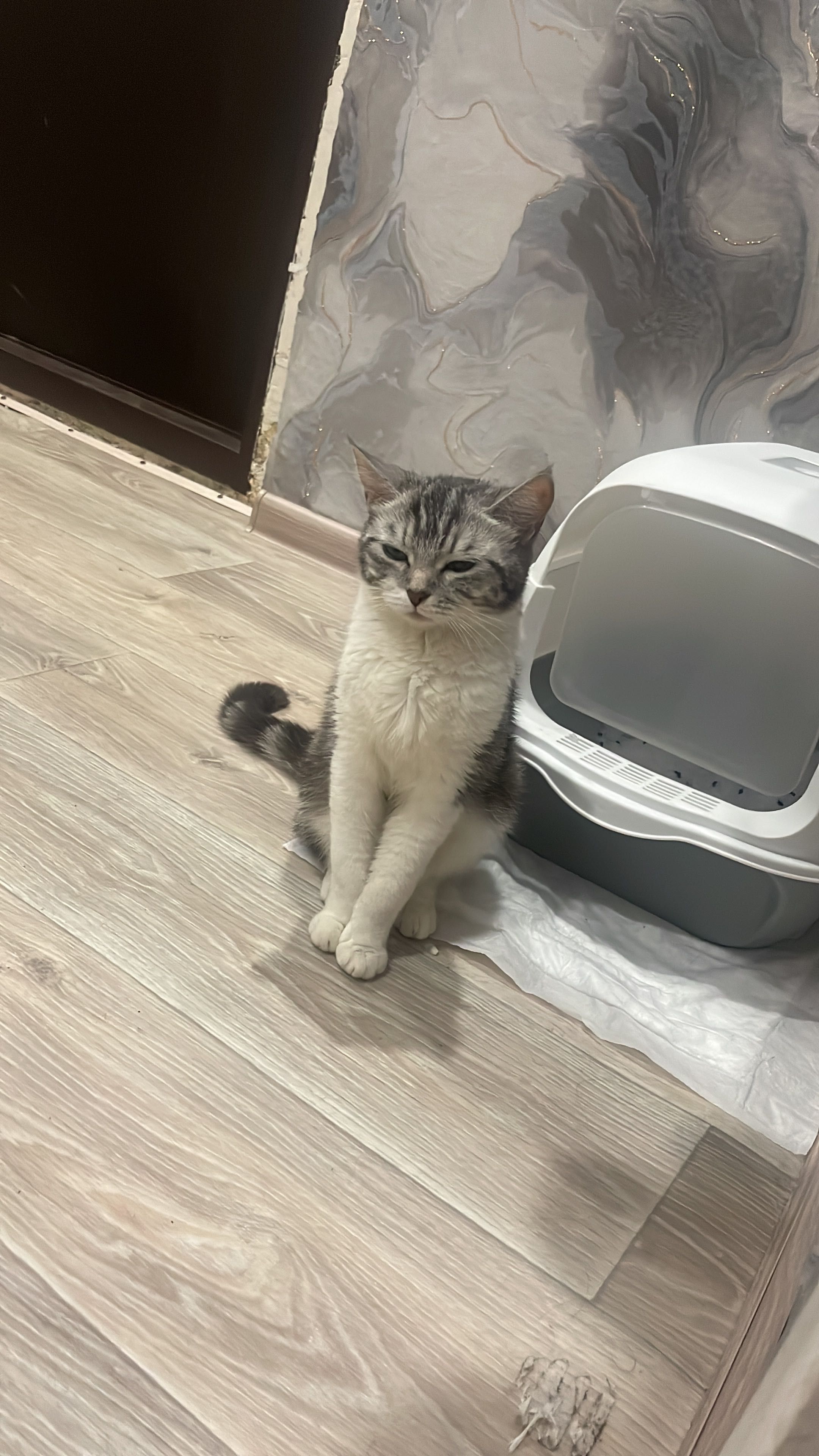 Отдам кошку стерилизованная