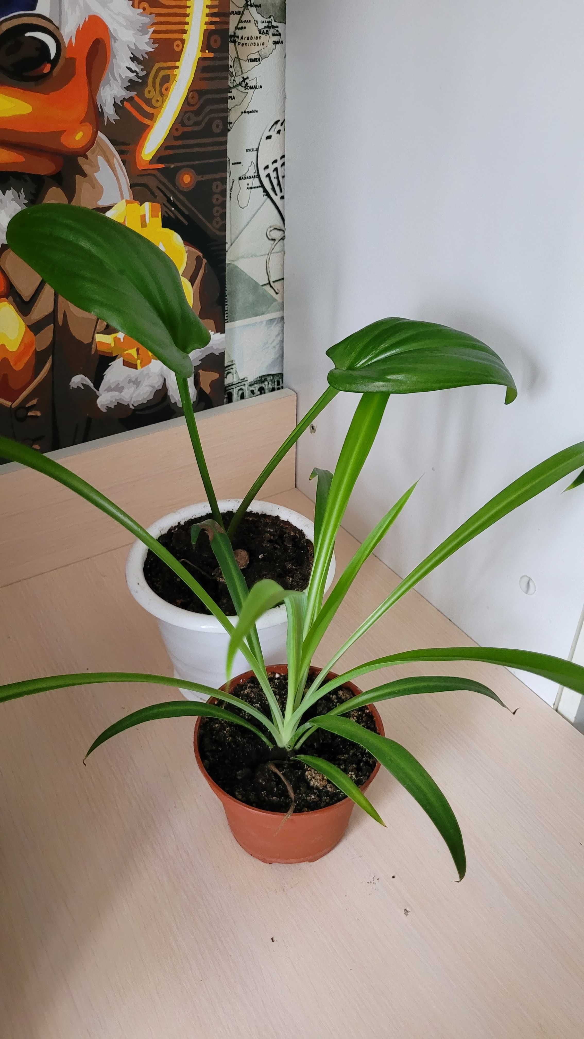 Продам цветы домашние