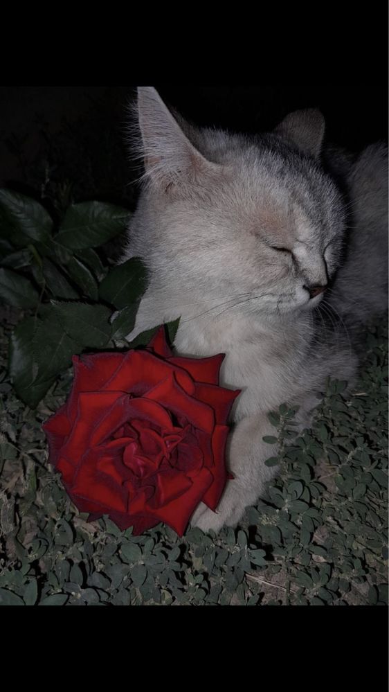 Шотландская  прямоухая кошка
