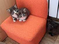 Отдам котят в добрые руки!!