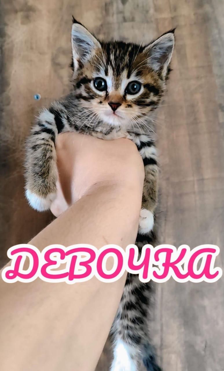 Отдам в добрые руки