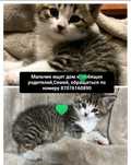 Котята ищут дом и любящие ручки