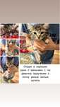Отдам бесплатно в хорошие руки
