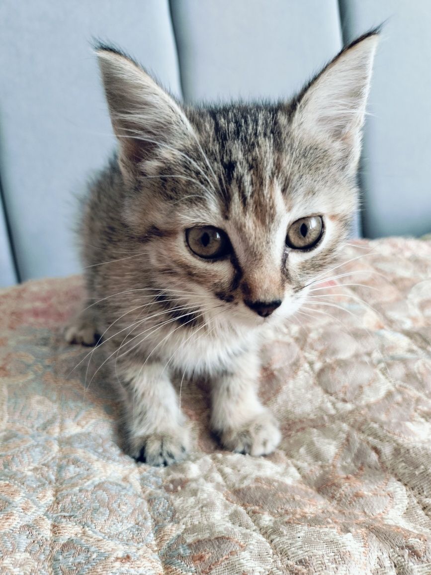 Отдам в добрые руки