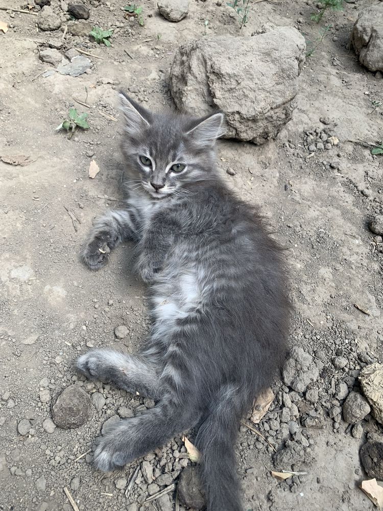 отдам самых красивых котят
