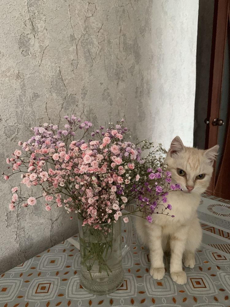 Кот муся мальчик